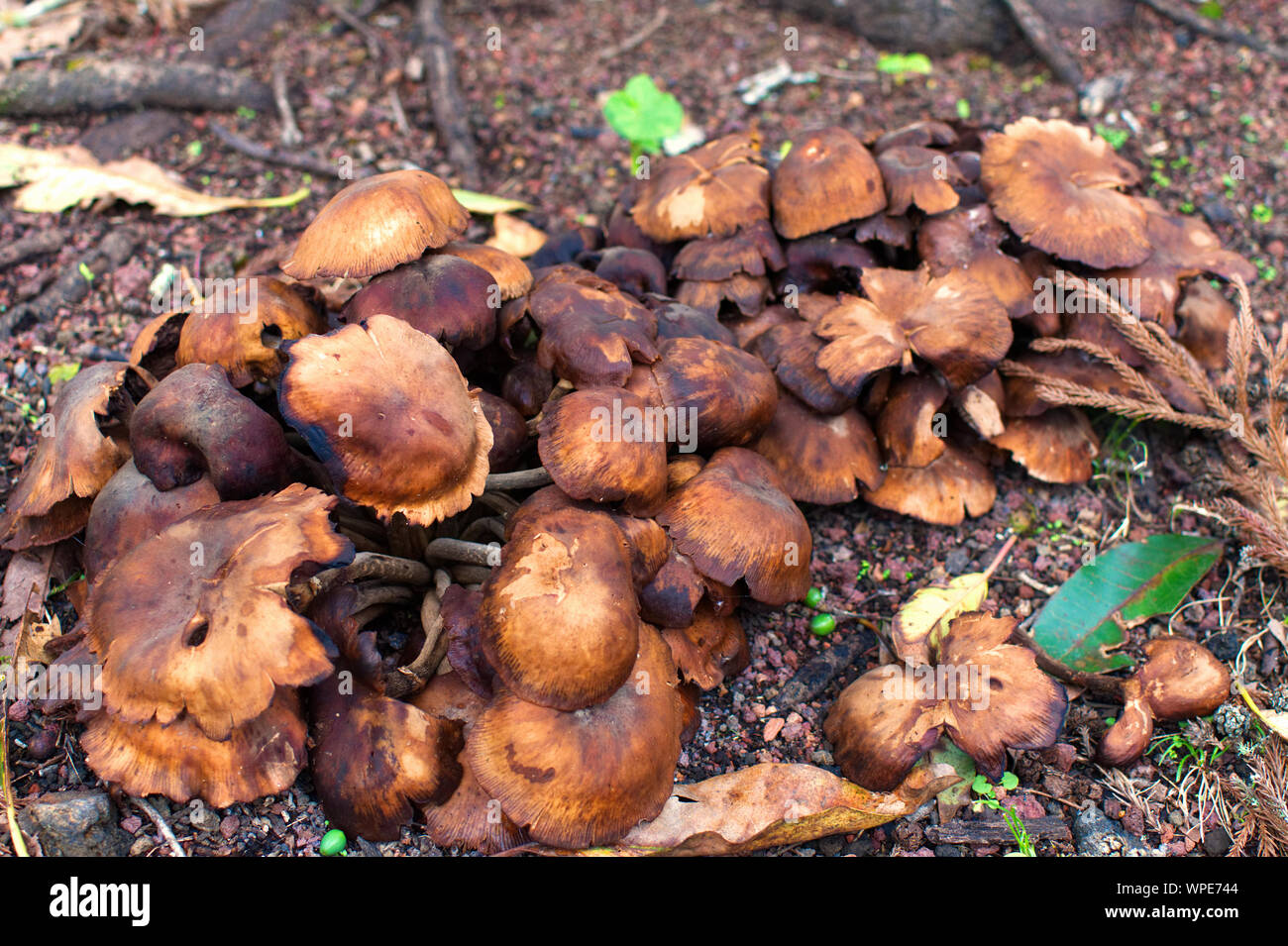 Les champignons sauvages dans un parc à Ponta Delgada Banque D'Images