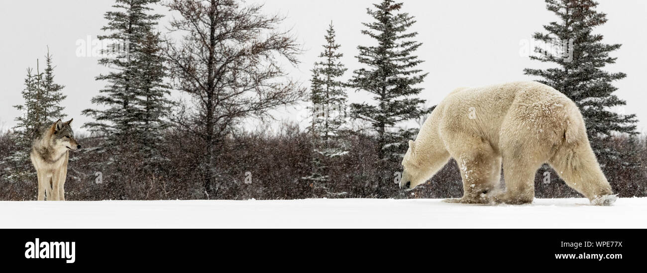 Le loup alpha et un ours polaire mâles solitaires se retrouvent face à face sur la glace Banque D'Images