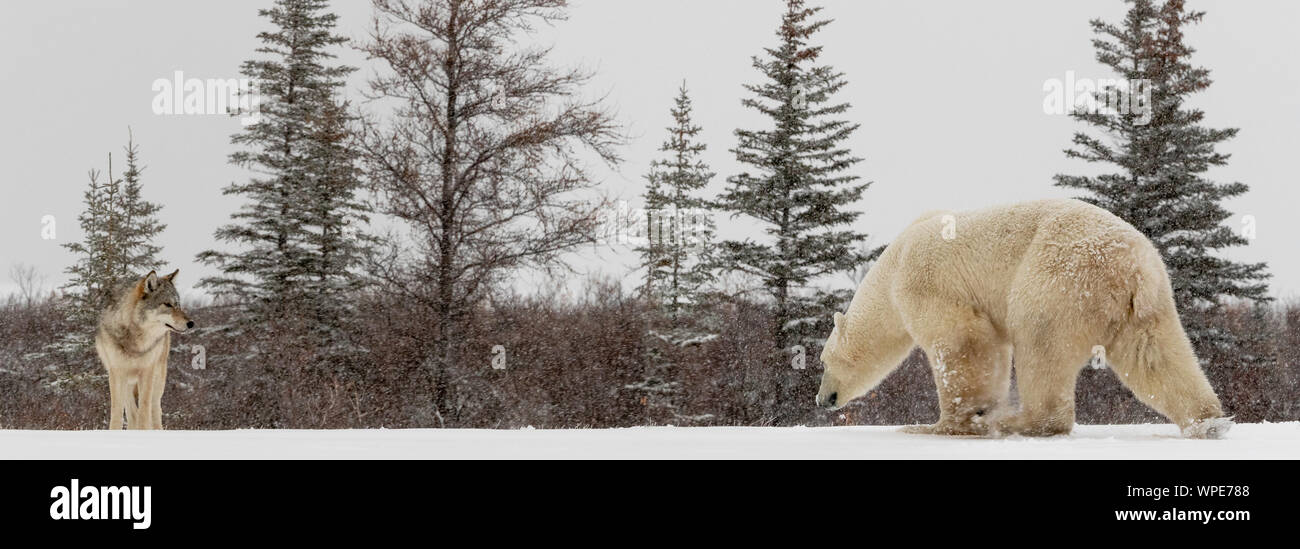 Le loup alpha et un ours polaire mâles solitaires se retrouvent face à face sur la glace Banque D'Images