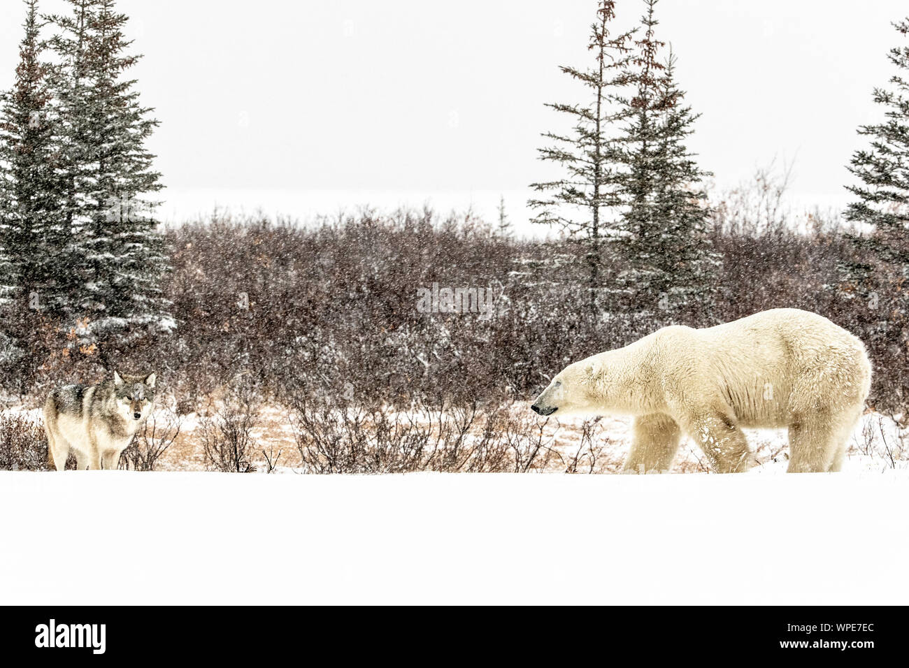 Le loup alpha et un ours polaire mâles solitaires se retrouvent face à face sur la glace Banque D'Images