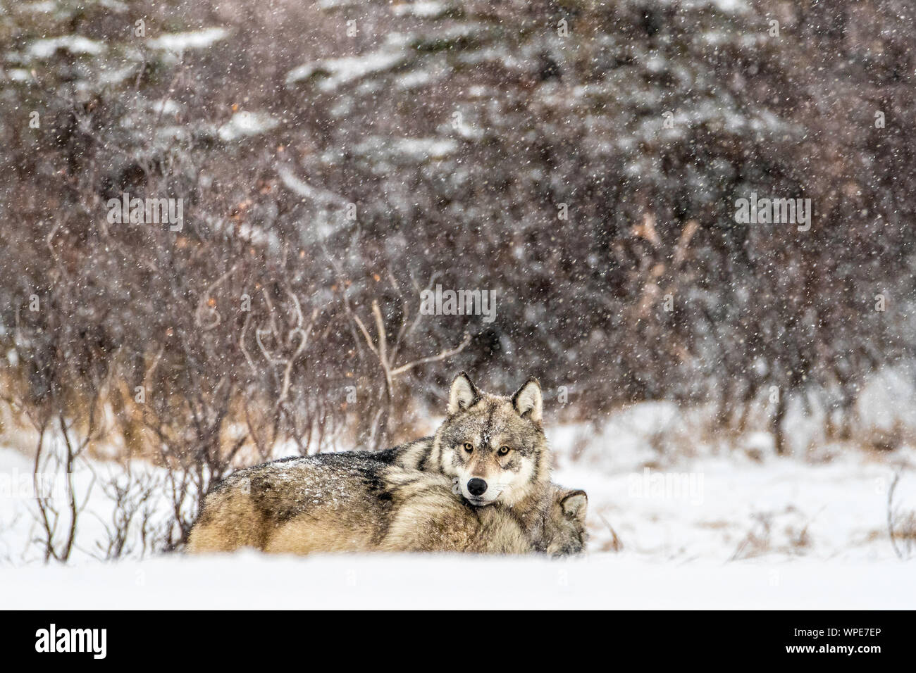 Deux Loups du bois dormant dans la neige, Churchill, ouest de la Baie d'Hudson, au Manitoba, Canada Banque D'Images