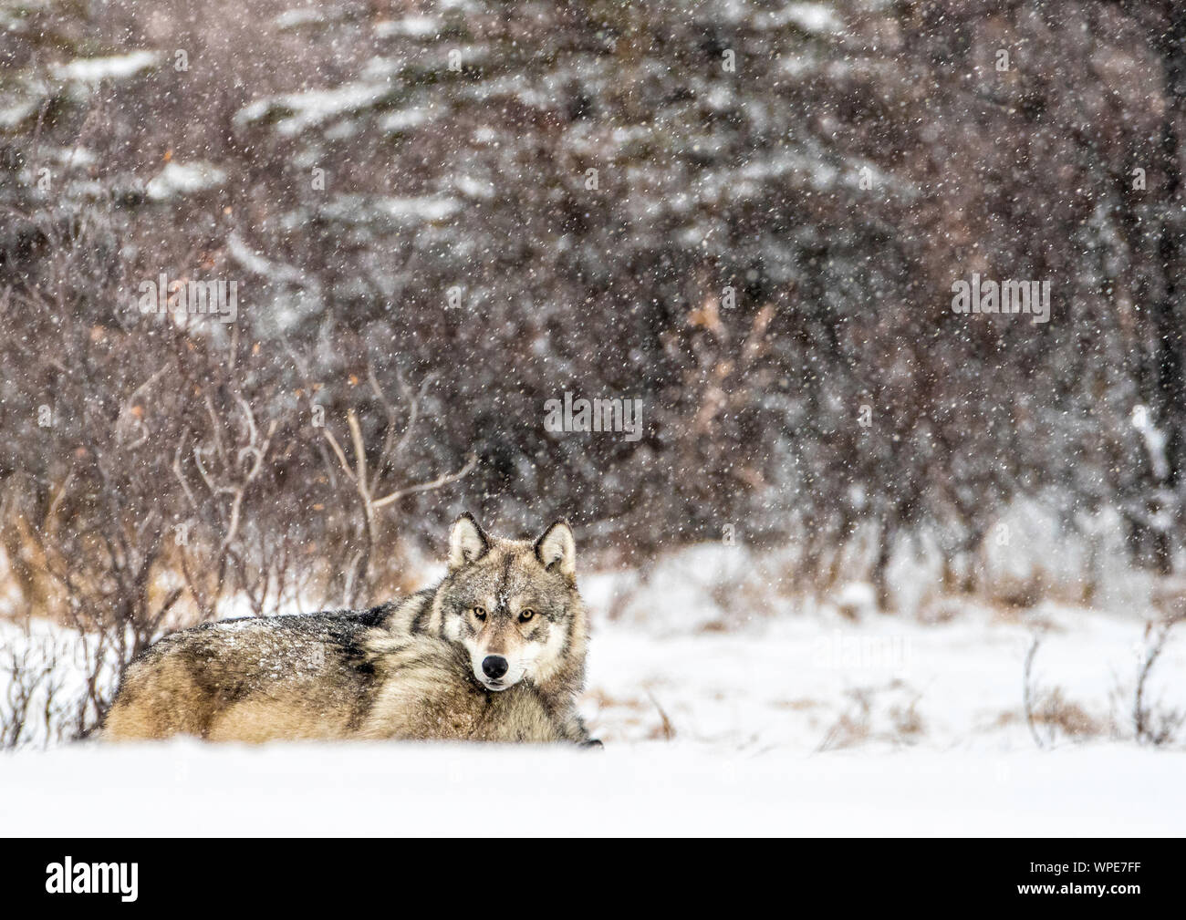 Deux Loups du bois dormant dans la neige, Churchill, ouest de la Baie d'Hudson, au Manitoba, Canada Banque D'Images