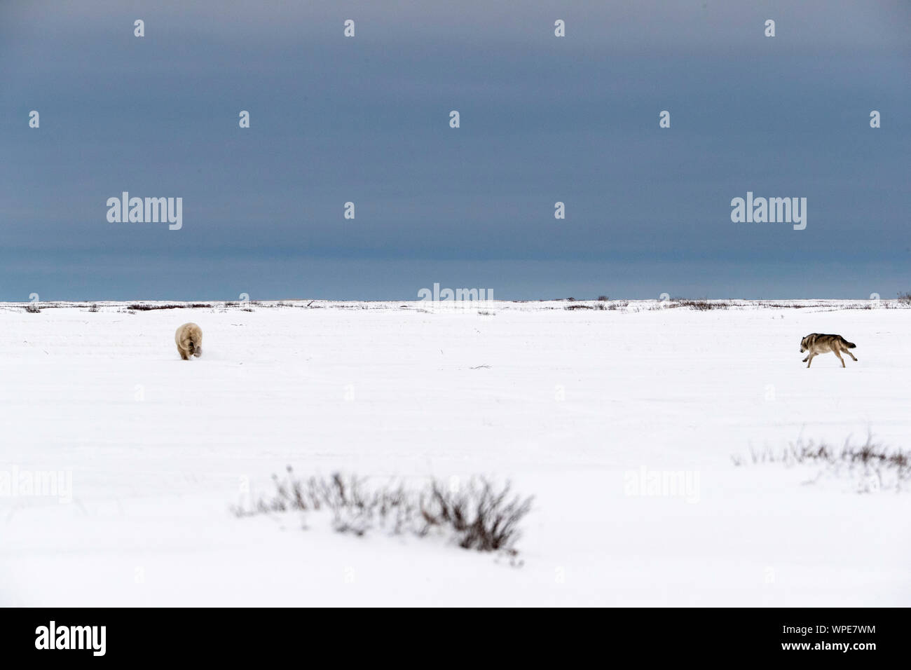 Le loup du Canada le pouvoir d'une jeune femme solitaire dans la toundra de l'ours polaire Banque D'Images