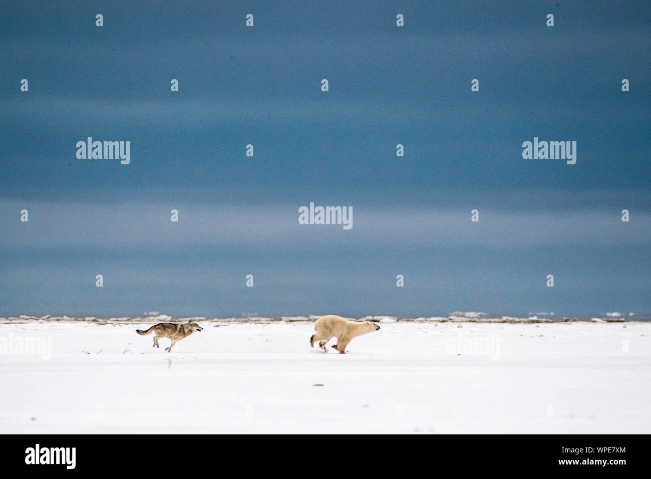 Le loup du Canada le pouvoir d'une jeune femme solitaire dans la toundra de l'ours polaire Banque D'Images