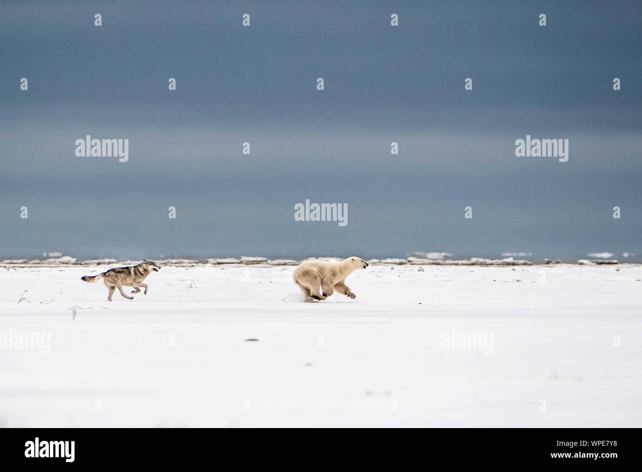 Le loup du Canada le pouvoir d'une jeune femme solitaire dans la toundra de l'ours polaire Banque D'Images