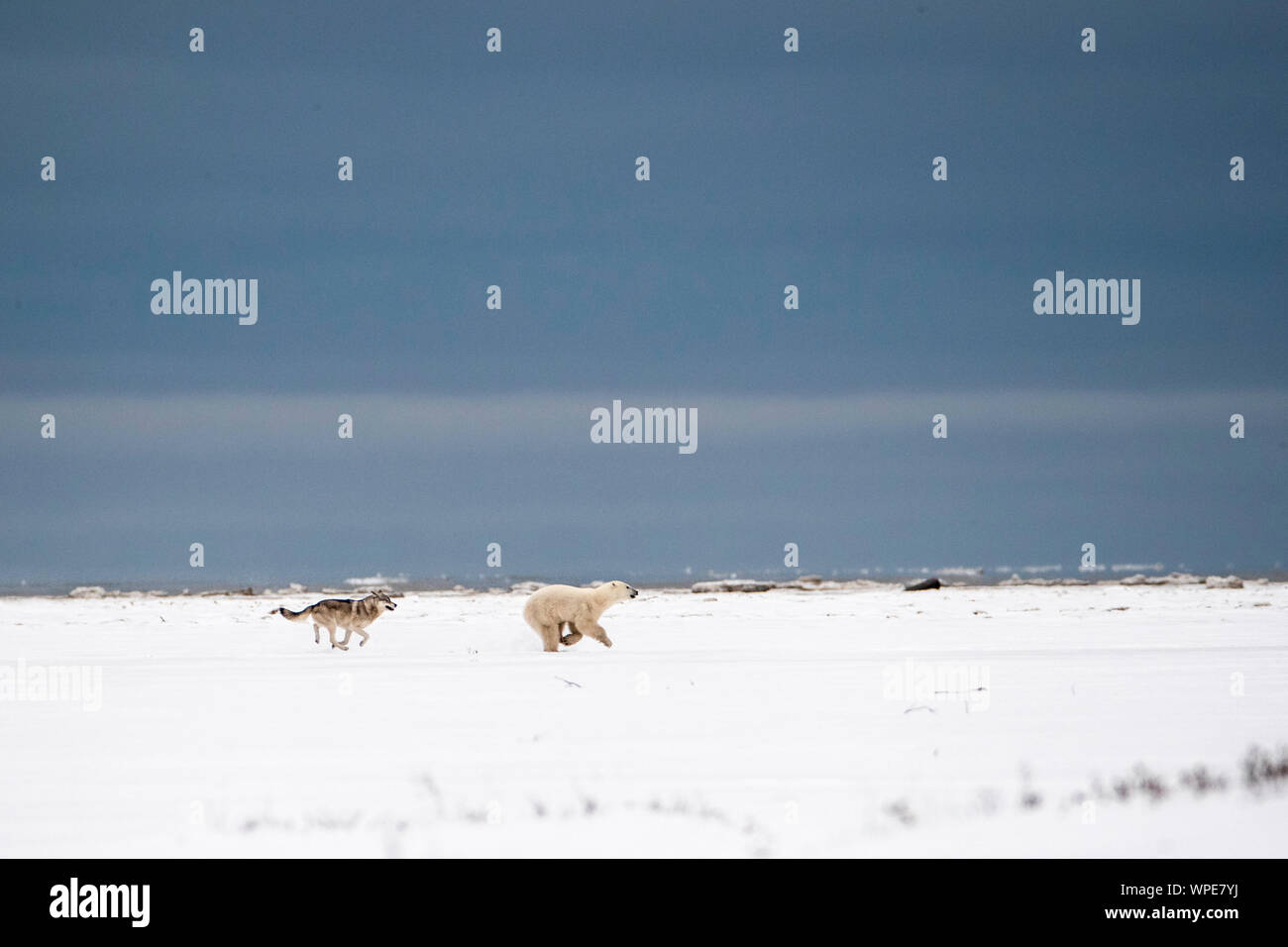 Le loup du Canada le pouvoir d'une jeune femme solitaire dans la toundra de l'ours polaire Banque D'Images