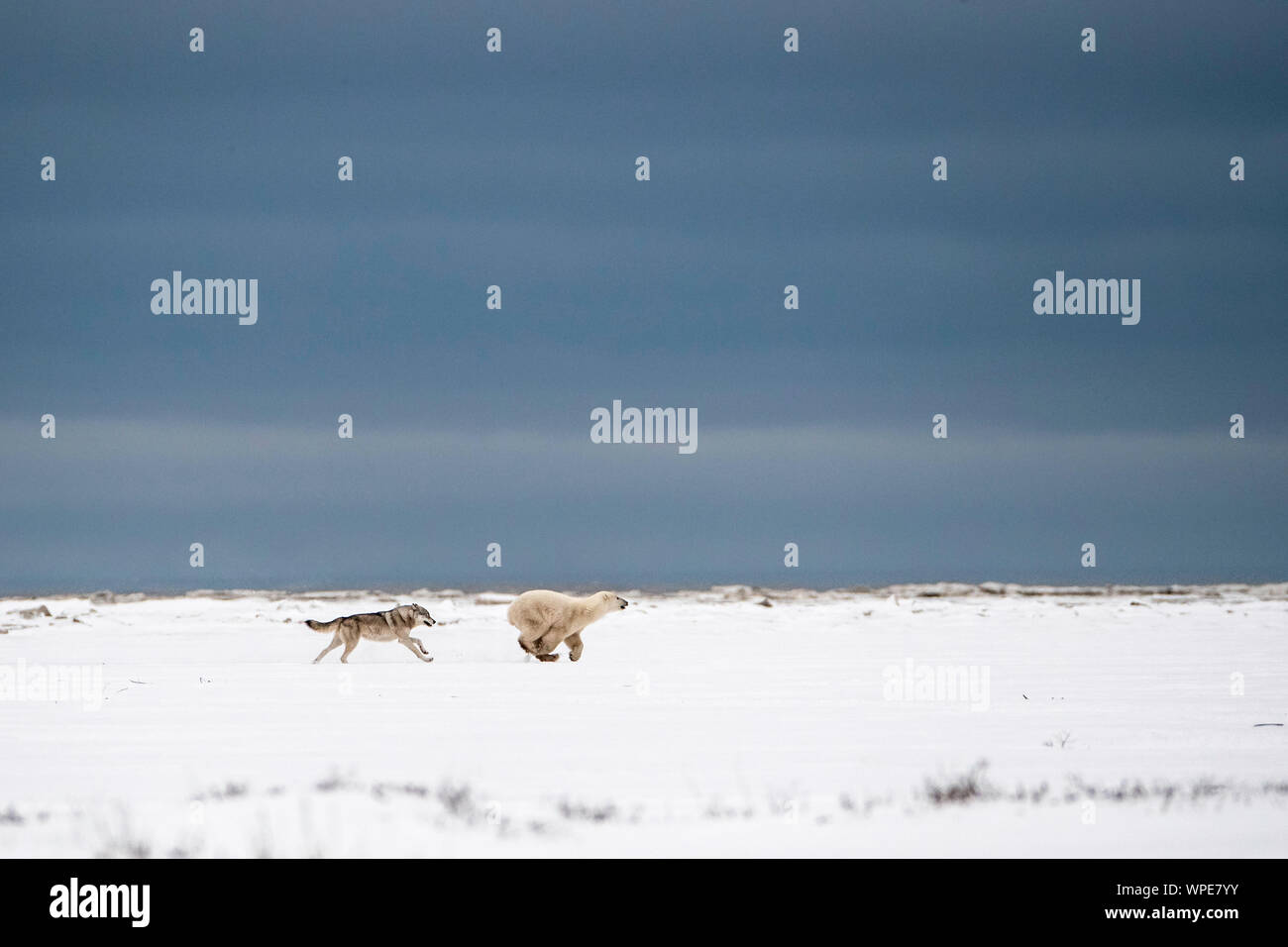 Le loup du Canada le pouvoir d'une jeune femme solitaire dans la toundra de l'ours polaire Banque D'Images