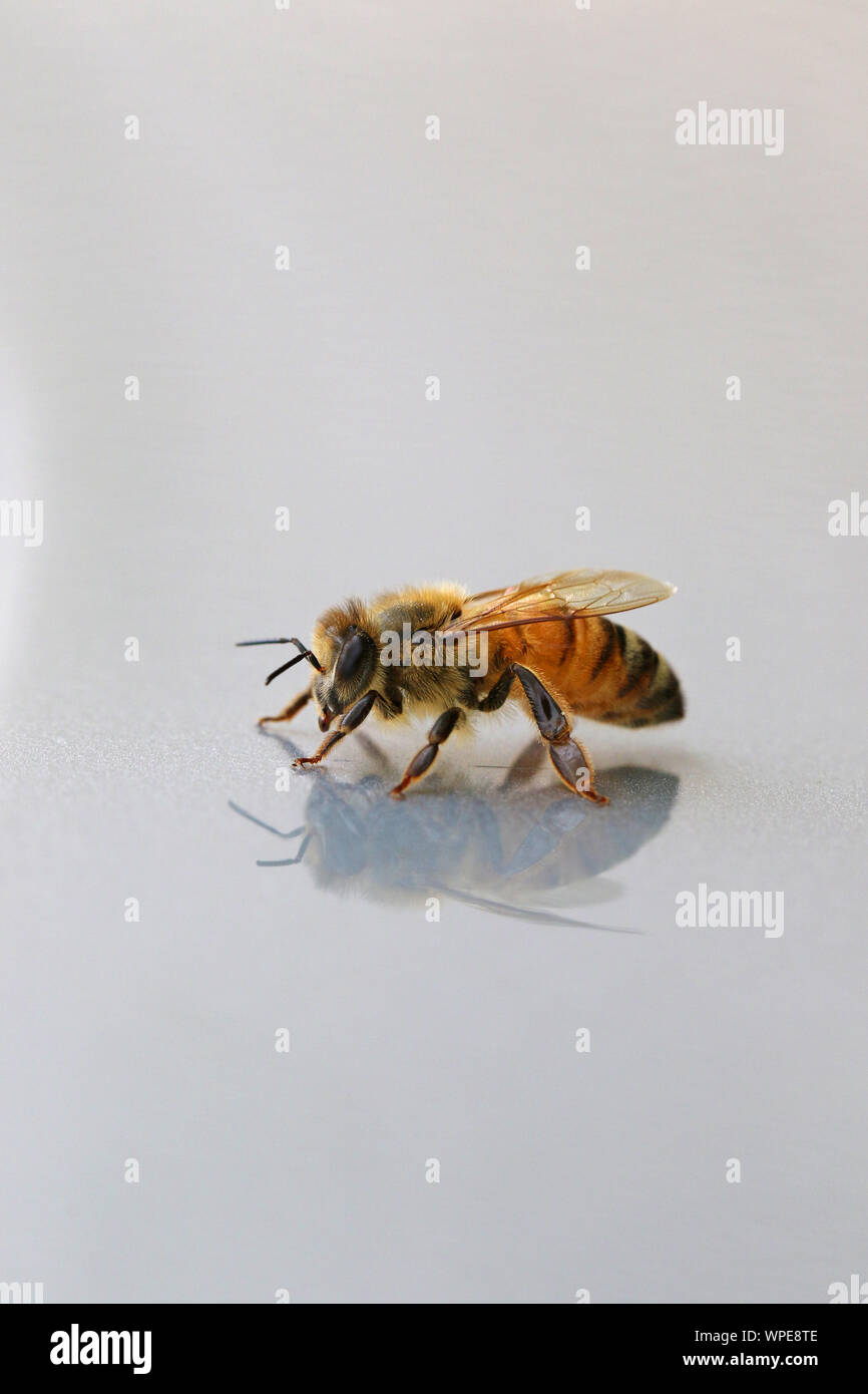 Abeille à miel ou abeille ouvrière extreme close up l'Apis mellifera de ramper sur une surface brillante au printemps en Italie Banque D'Images