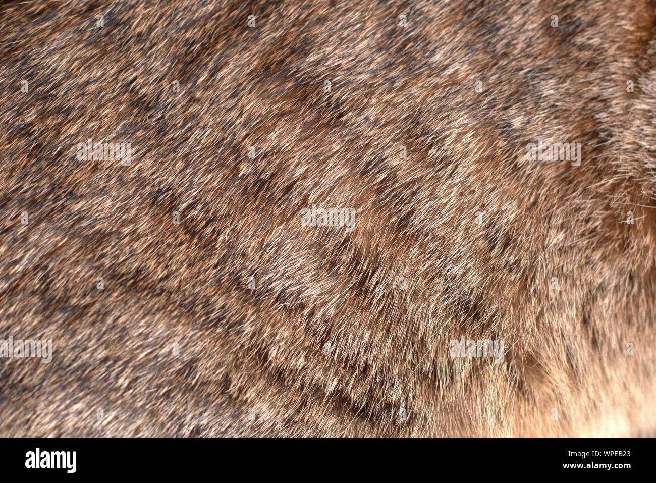 Spotted tabby cat manteau de fourrure. Détail de Texture close up. Banque D'Images