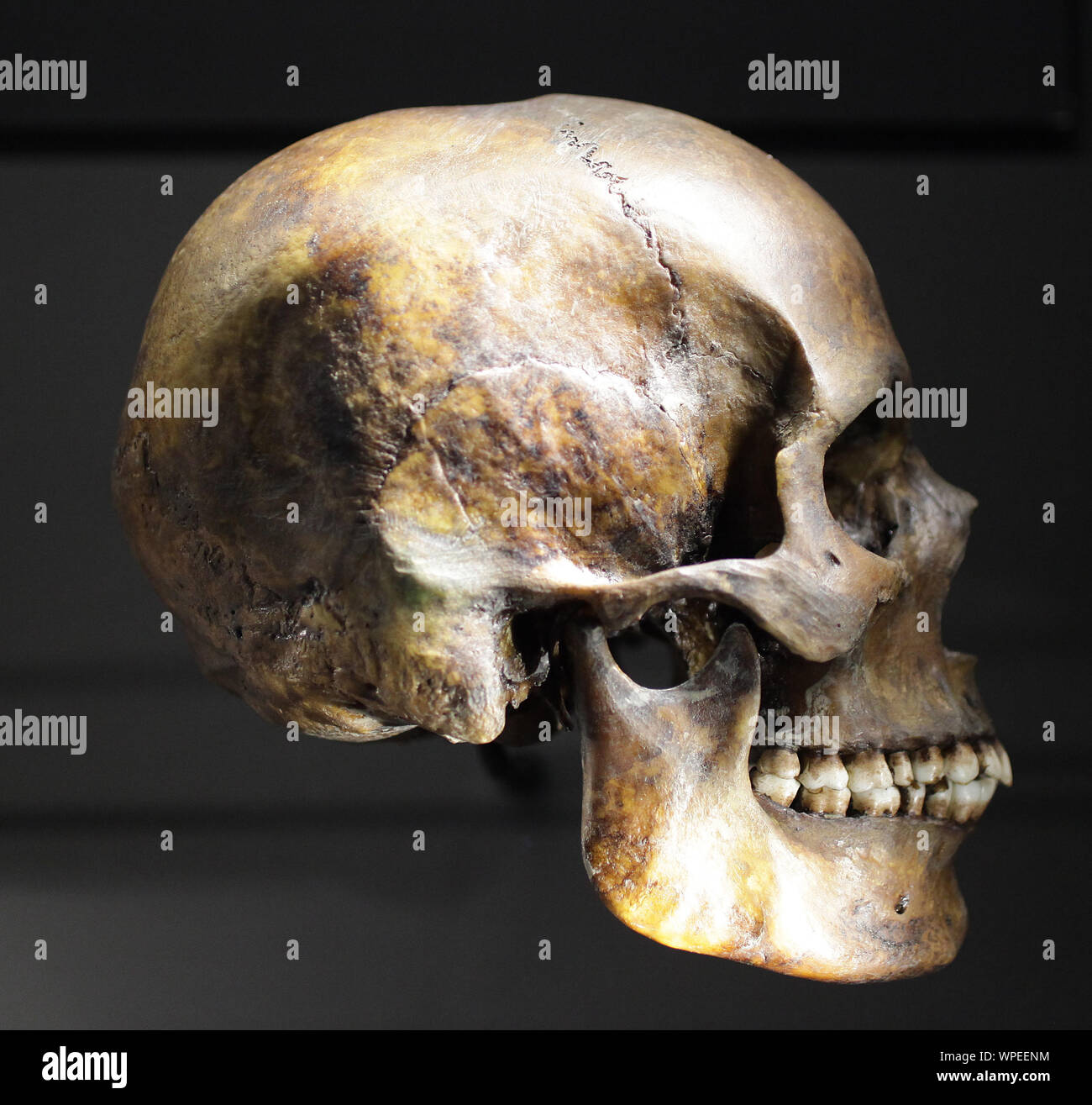 L'Homo sapiens moderne crâne crâne humain Banque D'Images