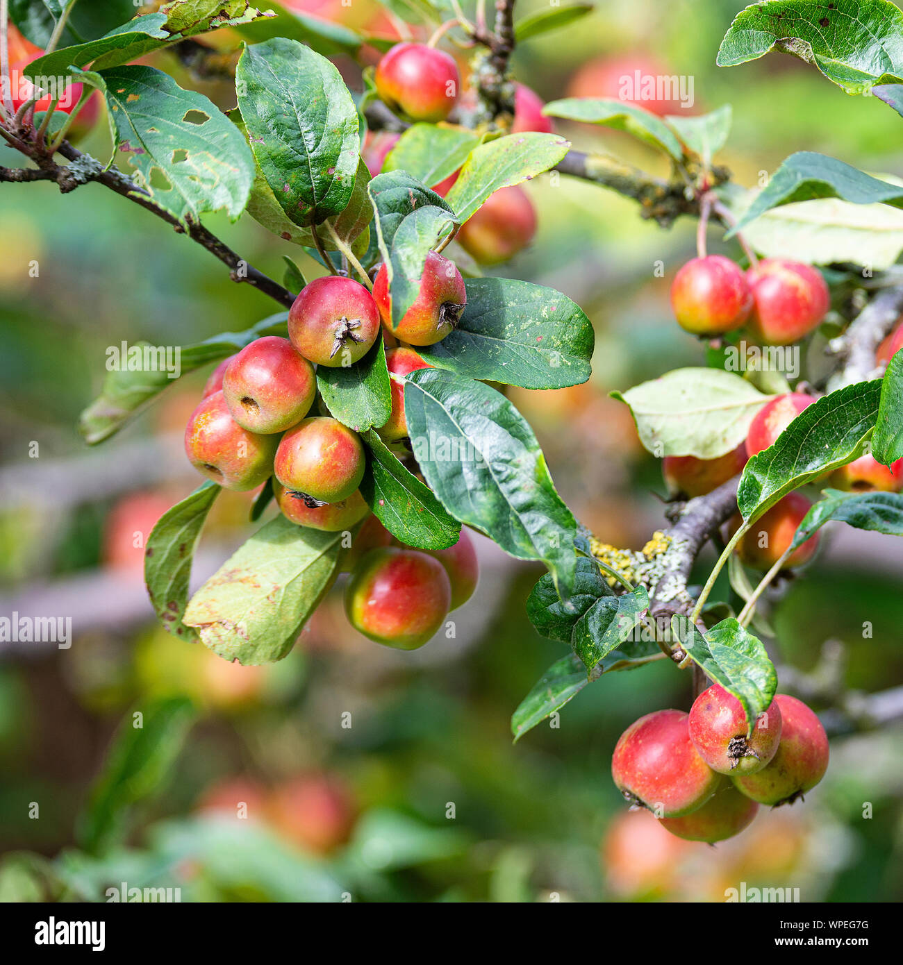 Crab-Apples le mûrissement sur un arbre fruitier dans un jardin en Alsager Cheshire England Royaume-Uni UK Banque D'Images