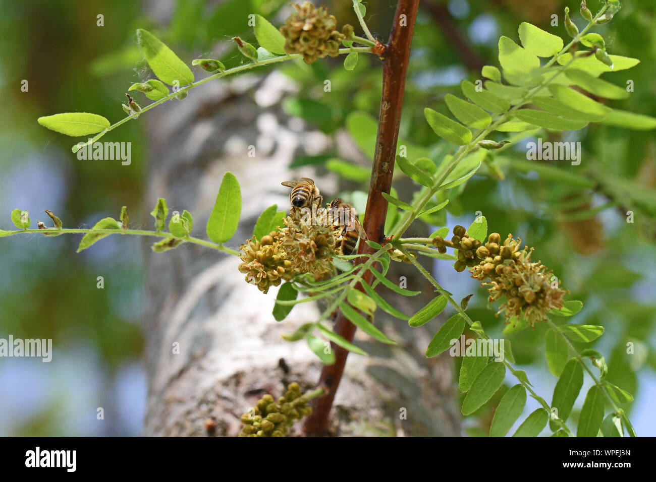 Abeille à miel ou une ouvrière nom Latin Apis mellifera la collecte du pollen sur un vrai acacia au printemps en Italie Banque D'Images