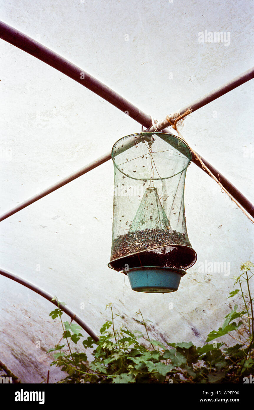 Fly trap net à l'intérieur d'une serre, Medstead, Hampshire, Angleterre, Royaume-Uni. Banque D'Images