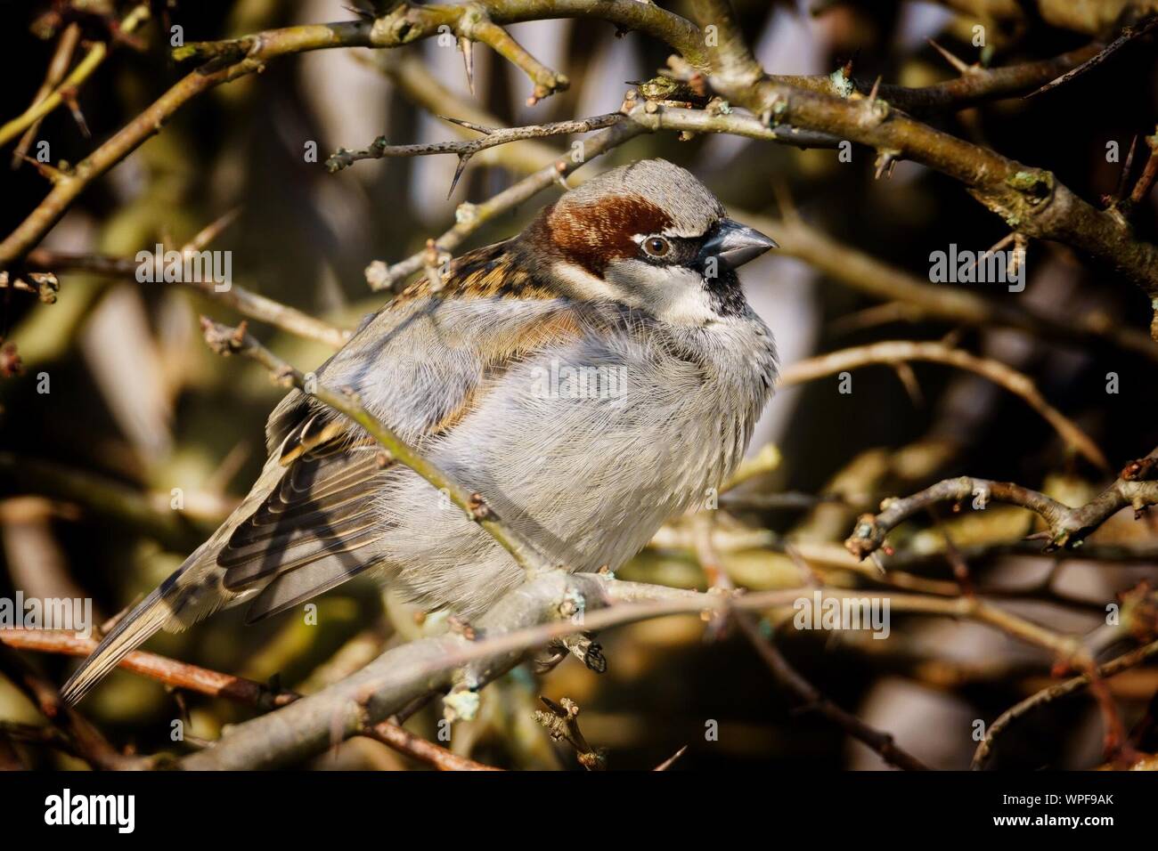 Close-up of Sparrow sur Branch Banque D'Images