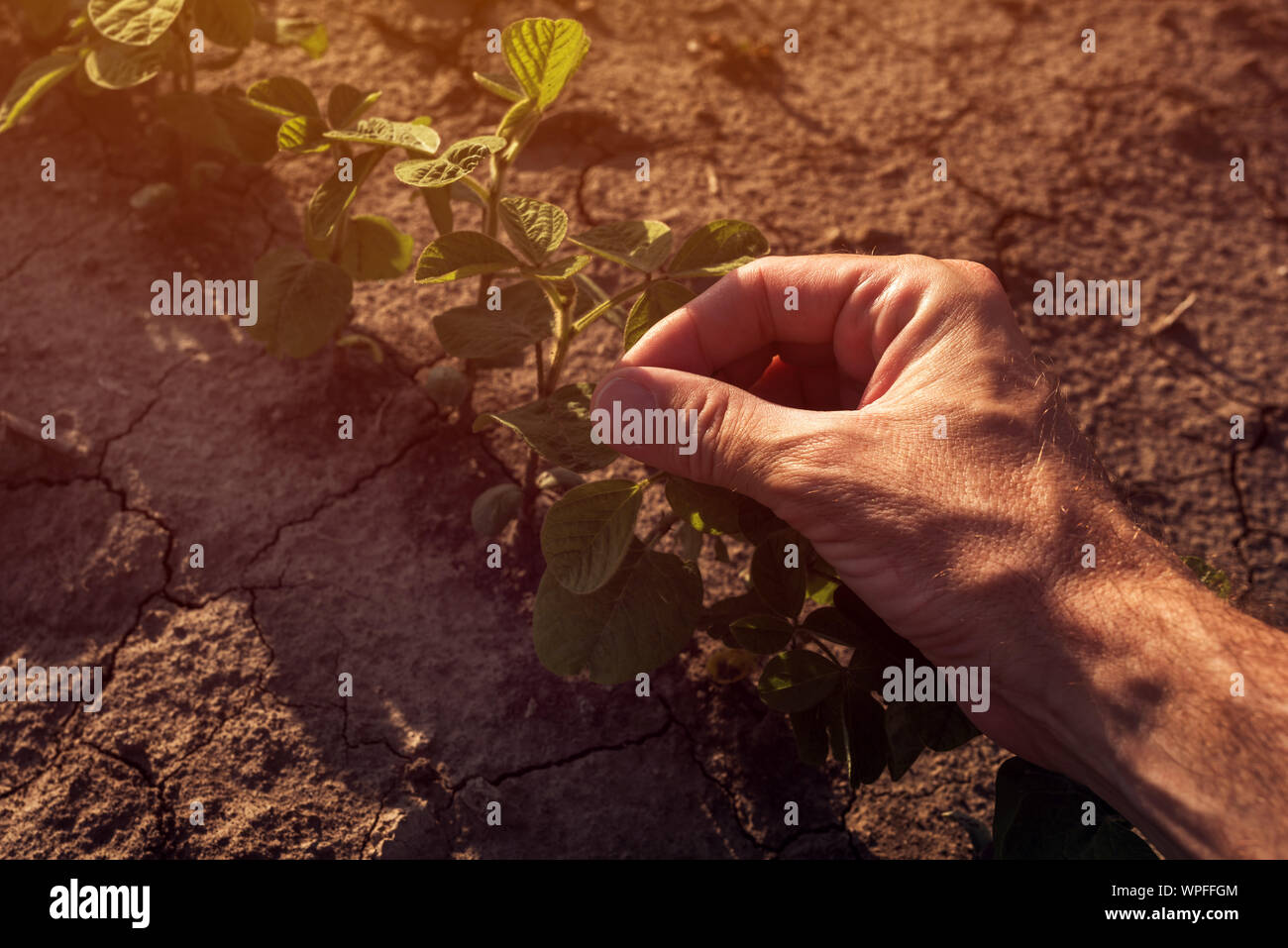 Travailleur agricole à contrôler la croissance des plantes de soja dans le champ, Close up of hand touching grandes cultures Banque D'Images