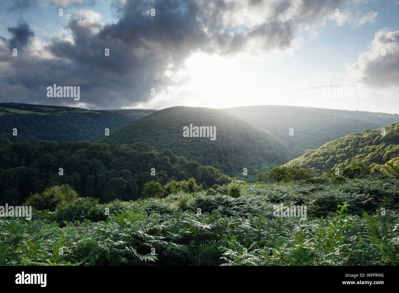Horner en bois. Parc National d'Exmoor. Le Somerset. UK. Banque D'Images