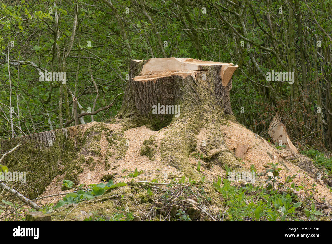 D'une souche pourrie, instable, le chêne (Quercus robur) près d'une route et abattu pour des raisons de sécurité, Berkshire, Avril Banque D'Images