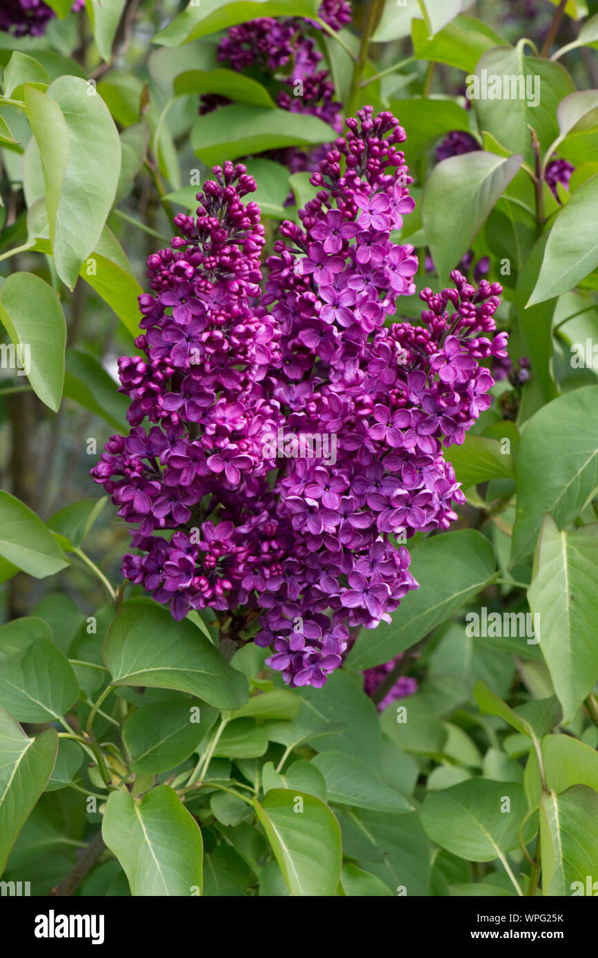 Fleurs attrayantes sur un lilas mauve violet rouge foncé (Syringa vulgaris) sur un arbre de jardin ornemental en pleine floraison, Berkshore, Avril Banque D'Images