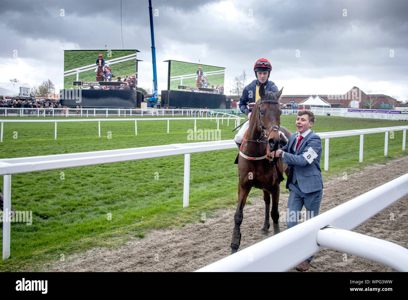 Tête de cheval de course gagnante à la parade ring sur le célèbre festival de Cheltenham. Le premier ministre britannique de chasse National réunion de courses. Banque D'Images
