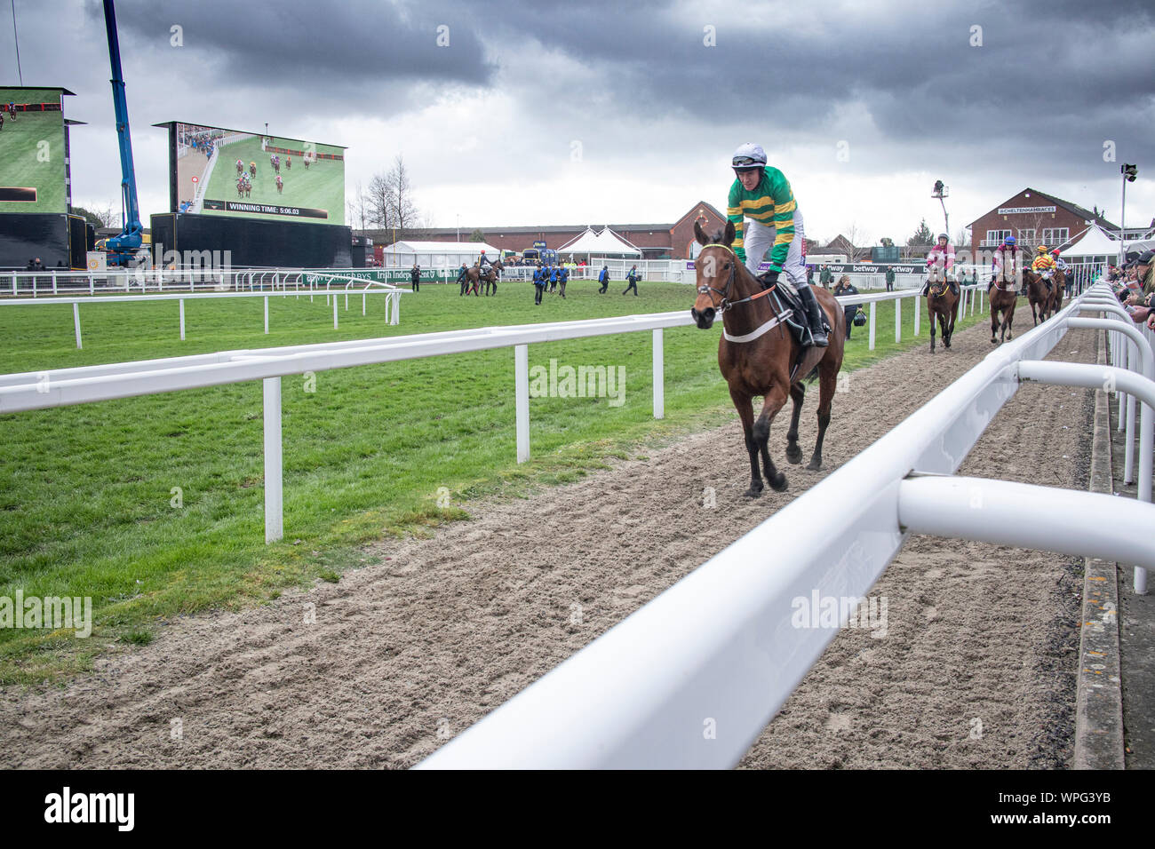 Les chevaux de course gagnante à l'anneau de tête du défilé lors du célèbre festival de Cheltenham. Le premier ministre britannique de chasse National réunion de courses. Banque D'Images