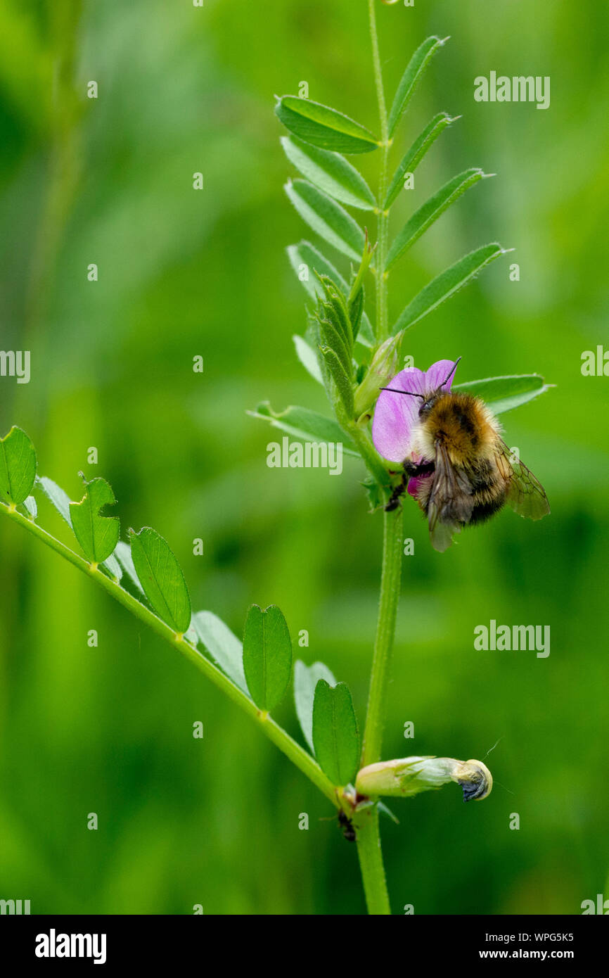 Carde commun bee (Bombus pascuorum) se nourrissent de la vesce commune (Vicia sativa) fleurs Banque D'Images