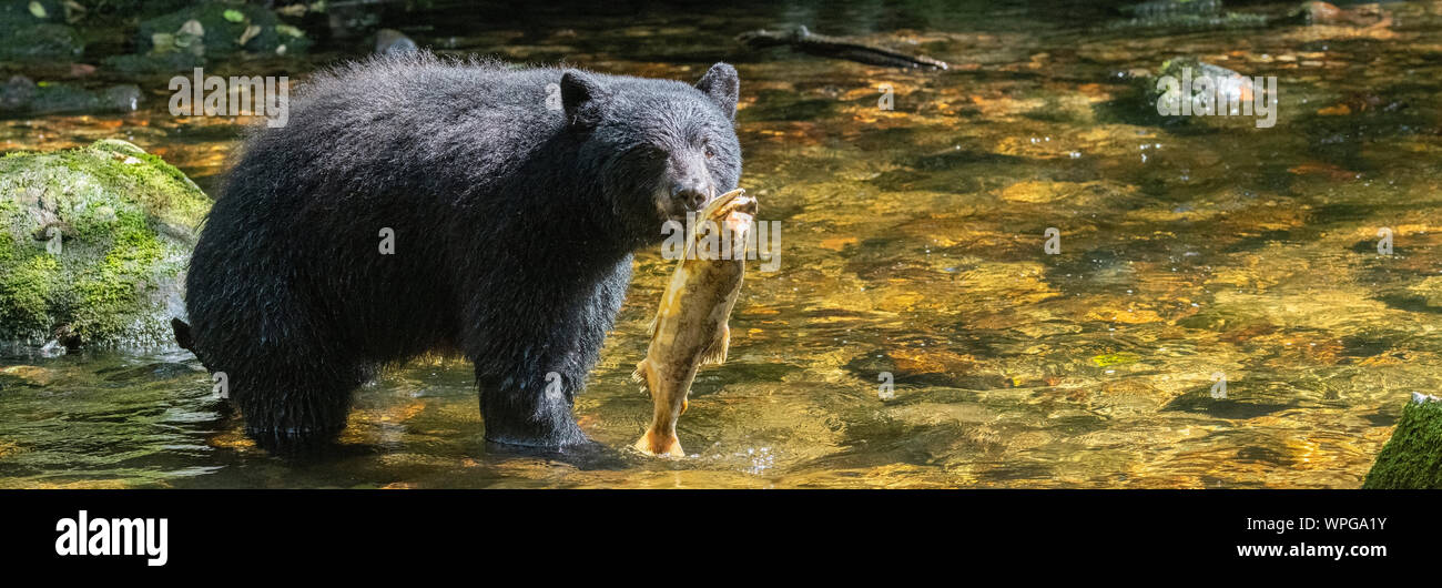 Le Canada, la Colombie-Britannique, la forêt pluviale de Great Bear, l'Île Gribbell, Riordan Creek. North American black bear (Ursus americanus) sauvage : la pêche du saumon Banque D'Images