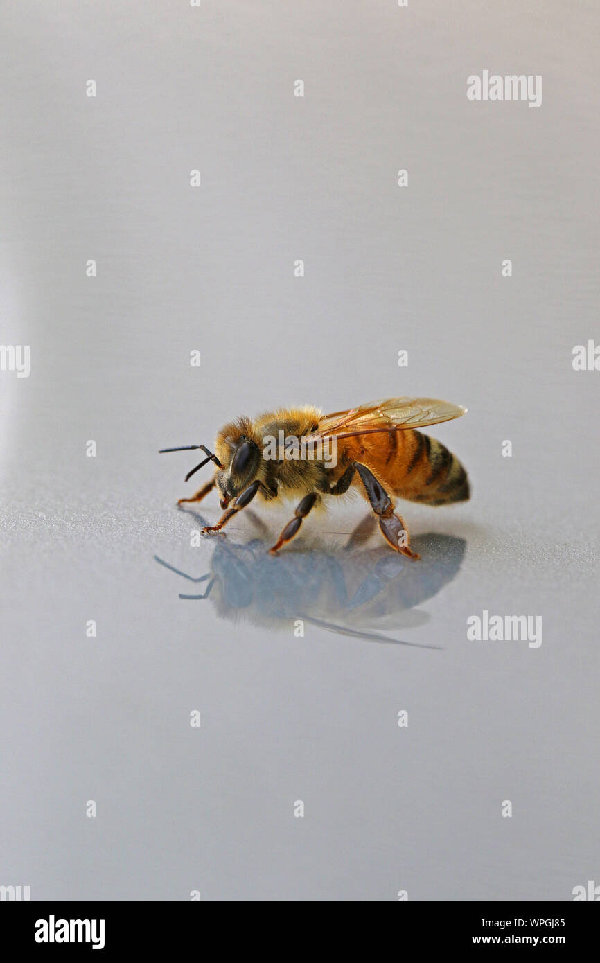 Abeille à miel ou abeille ouvrière extreme close up l'Apis mellifera de ramper sur une surface brillante au printemps en Italie Banque D'Images