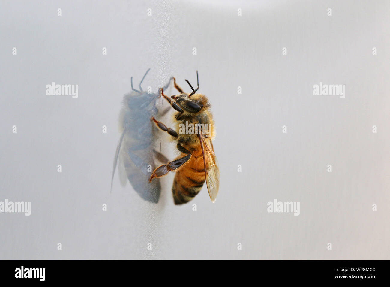 Abeille à miel ou abeille ouvrière extreme close up l'Apis mellifera de ramper sur une surface brillante au printemps en Italie Banque D'Images