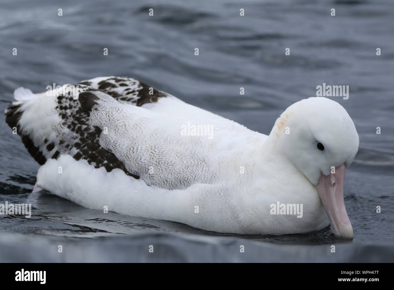 Une Gibson, albatros Diomedea exulans, au repos Banque D'Images