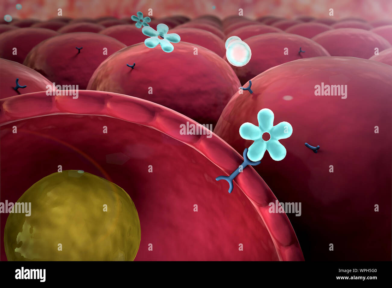 L'insuline, glucose, cellule, le glucose, l'insuline humaine, la structure de la molécule Banque D'Images