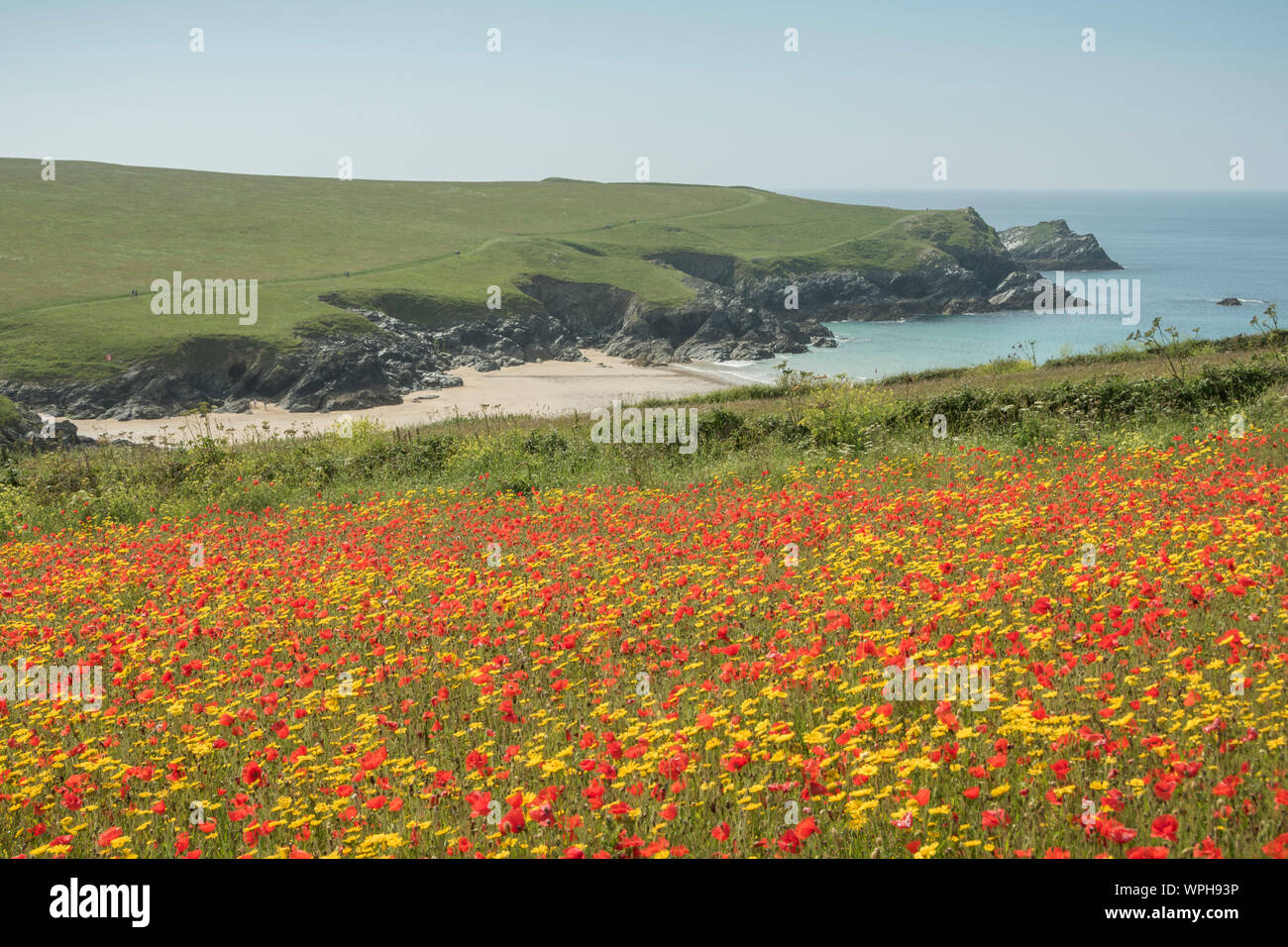 Coquelicots dans les prés de fleurs sauvages de West Pentire, Cornwall Banque D'Images