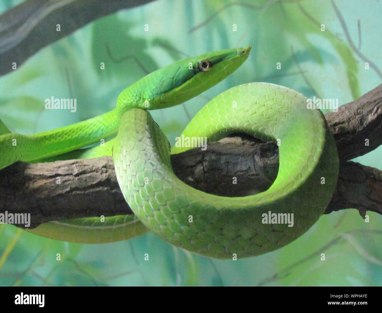 Close-up of Green Vine Snake sur Branch Banque D'Images