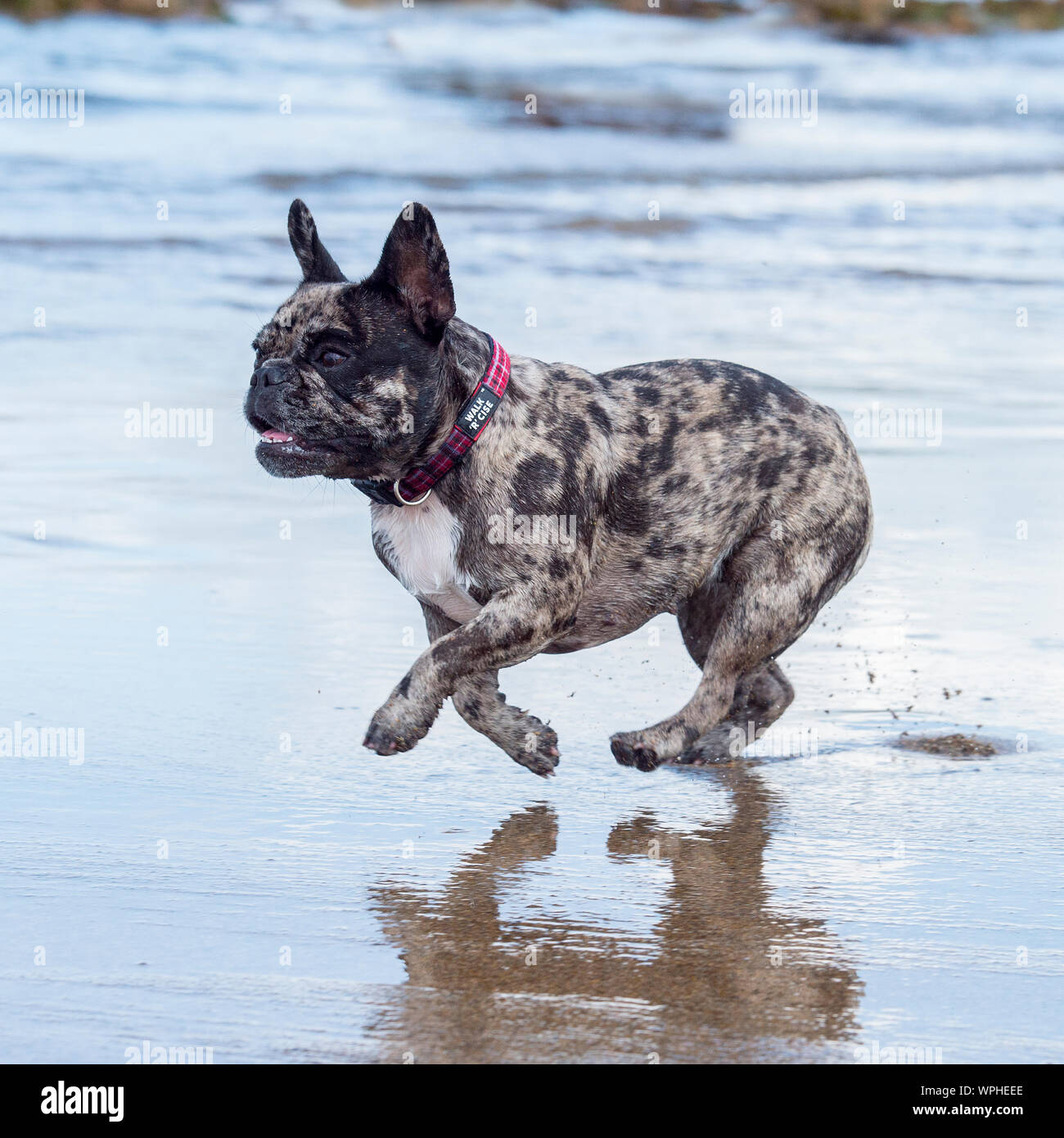 Merle bouledogue français Banque D'Images