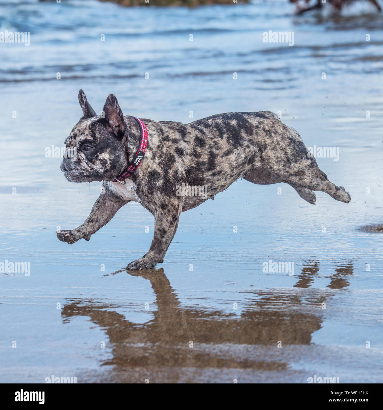 Merle bouledogue français Banque D'Images