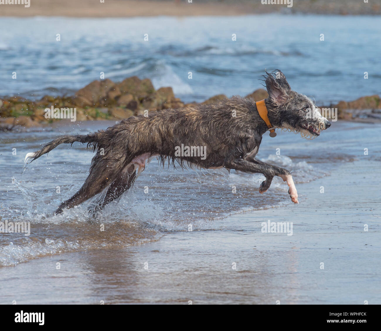 Lurcher playing on beach Banque D'Images