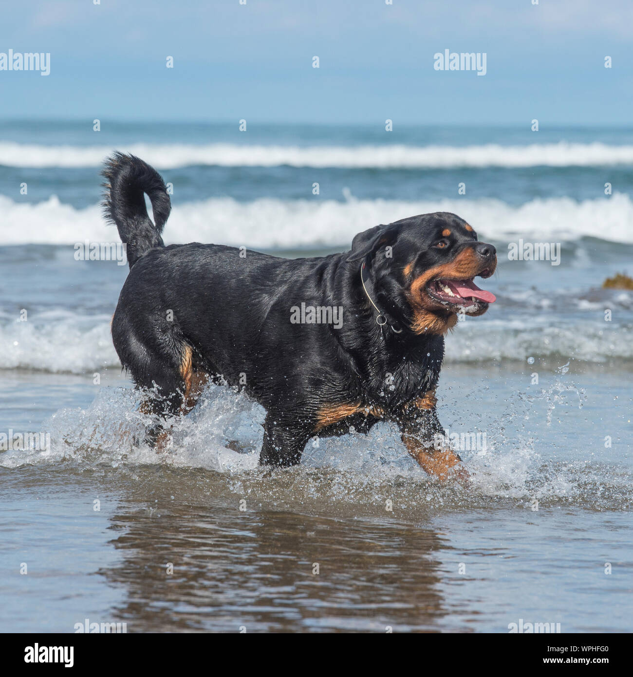 Rottweiler dans la mer Banque D'Images