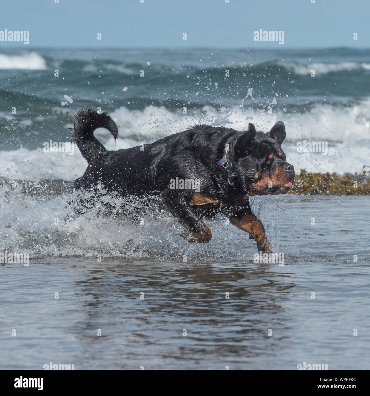 Rottweiler dans la mer Banque D'Images
