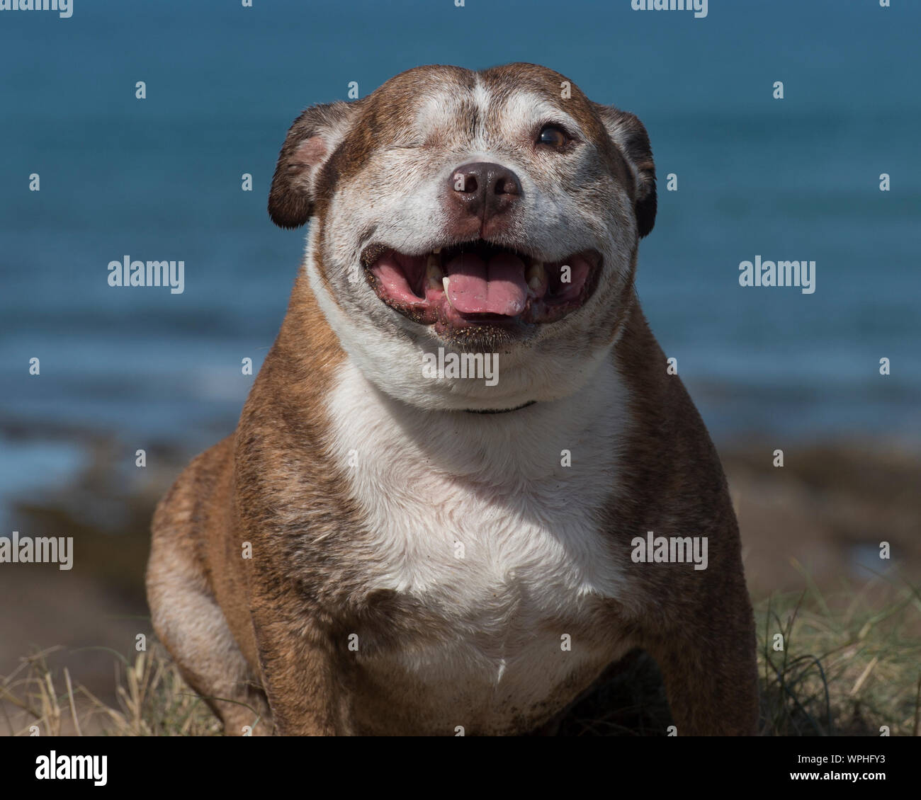 Un eyed Staffordshire Bull Terrier rescue dog Banque D'Images