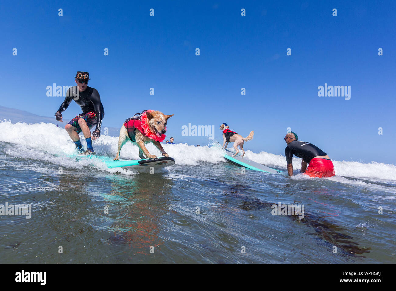 Delmar, CA, USA. Sep 9, 2019. Tout le monde a un bon moment, lorsque les  chiens aller à la plage dans Delmar.Le Chien de Surf Surf-A-Thon fundraiser  à Del Mar Helen Woodward