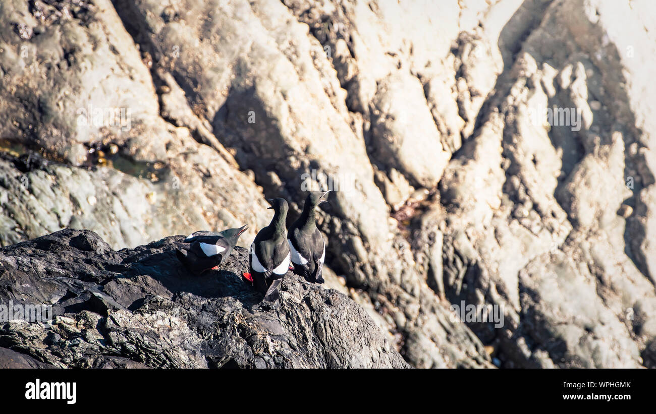 Gullimonts commun (Uria aalge) enjoing matin ensoleillé sur la falaise rocheuse et exposés. Bray Head, co.Wicklow, Irlande. Banque D'Images