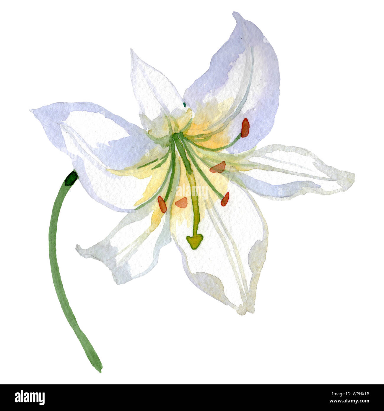 Lys blanc fleur botanique floral. Contexte aquarelle illustration set.  Lilium isolées de l'élément d'illustration Photo Stock - Alamy