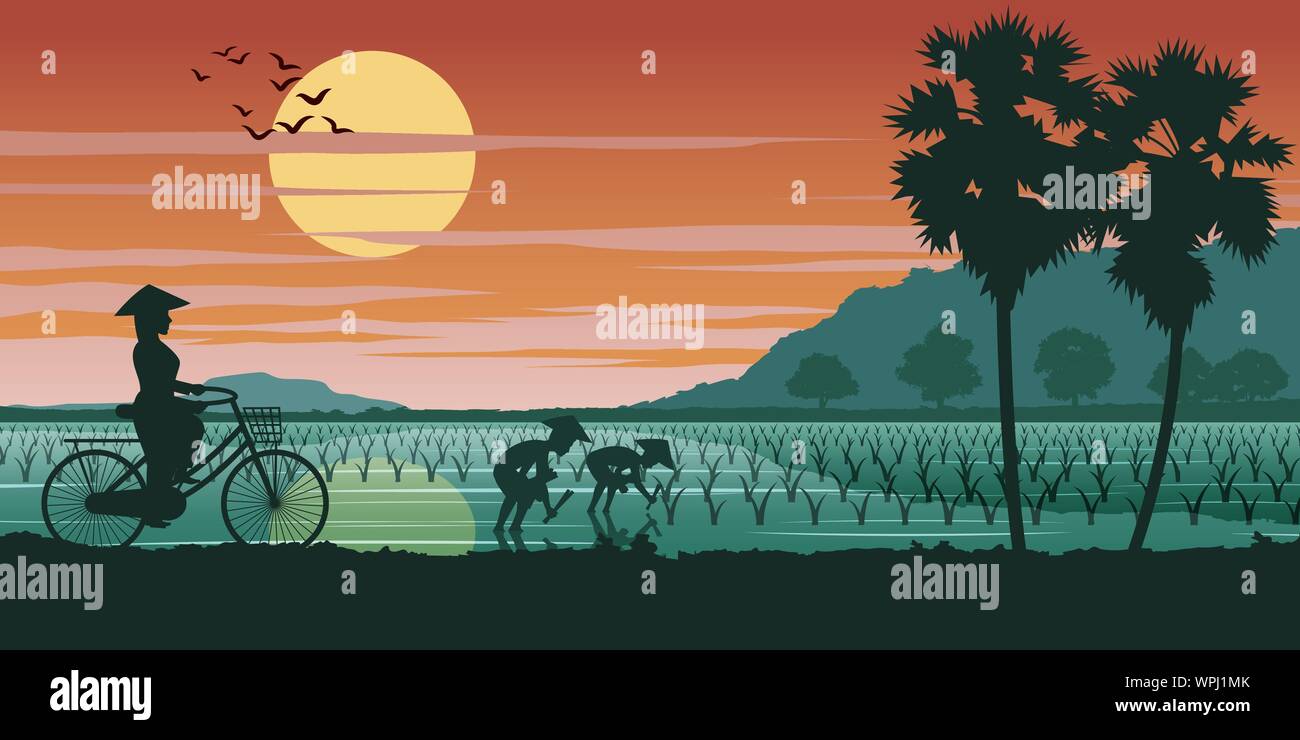 Vietnamese woman ride location pass champ de riz alors que les gens la plantation l'heure du coucher de soleil,vector illustration Illustration de Vecteur