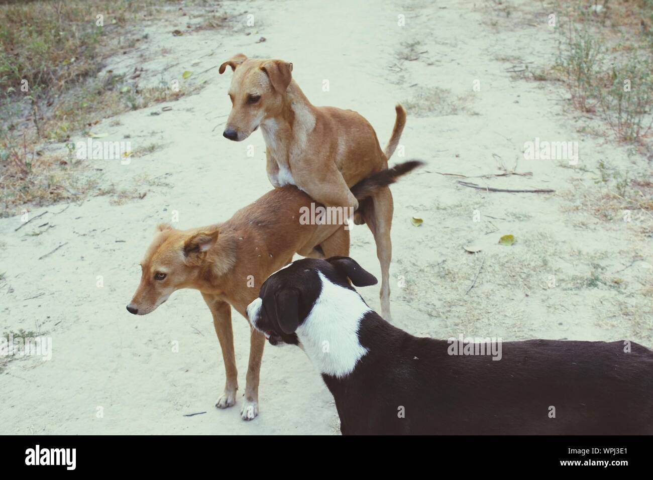 How Long Does Mating Last In Dogs
