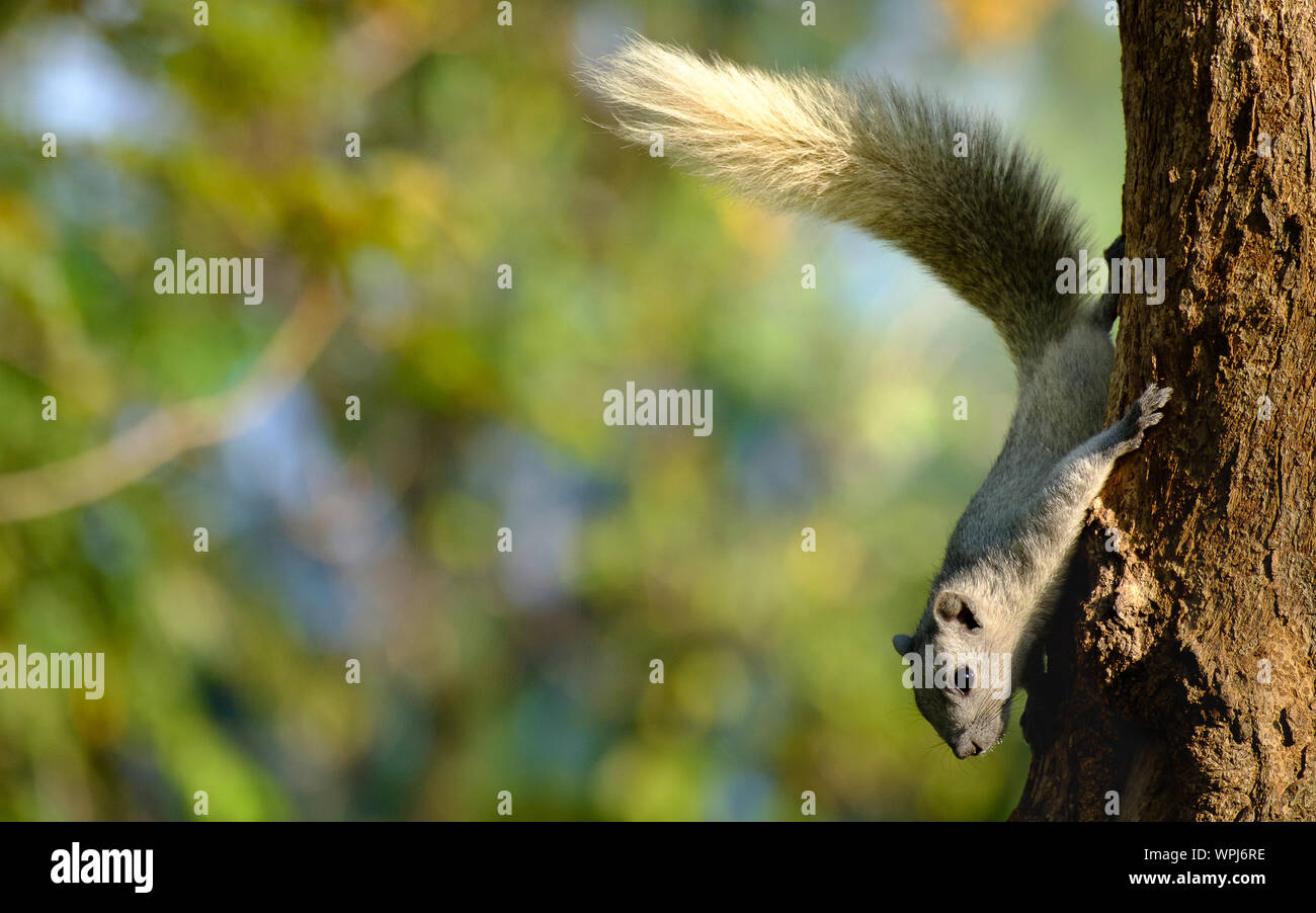 L'écureuil gris sur un arbre avec espace pour écrire, la sélection du point AF Banque D'Images
