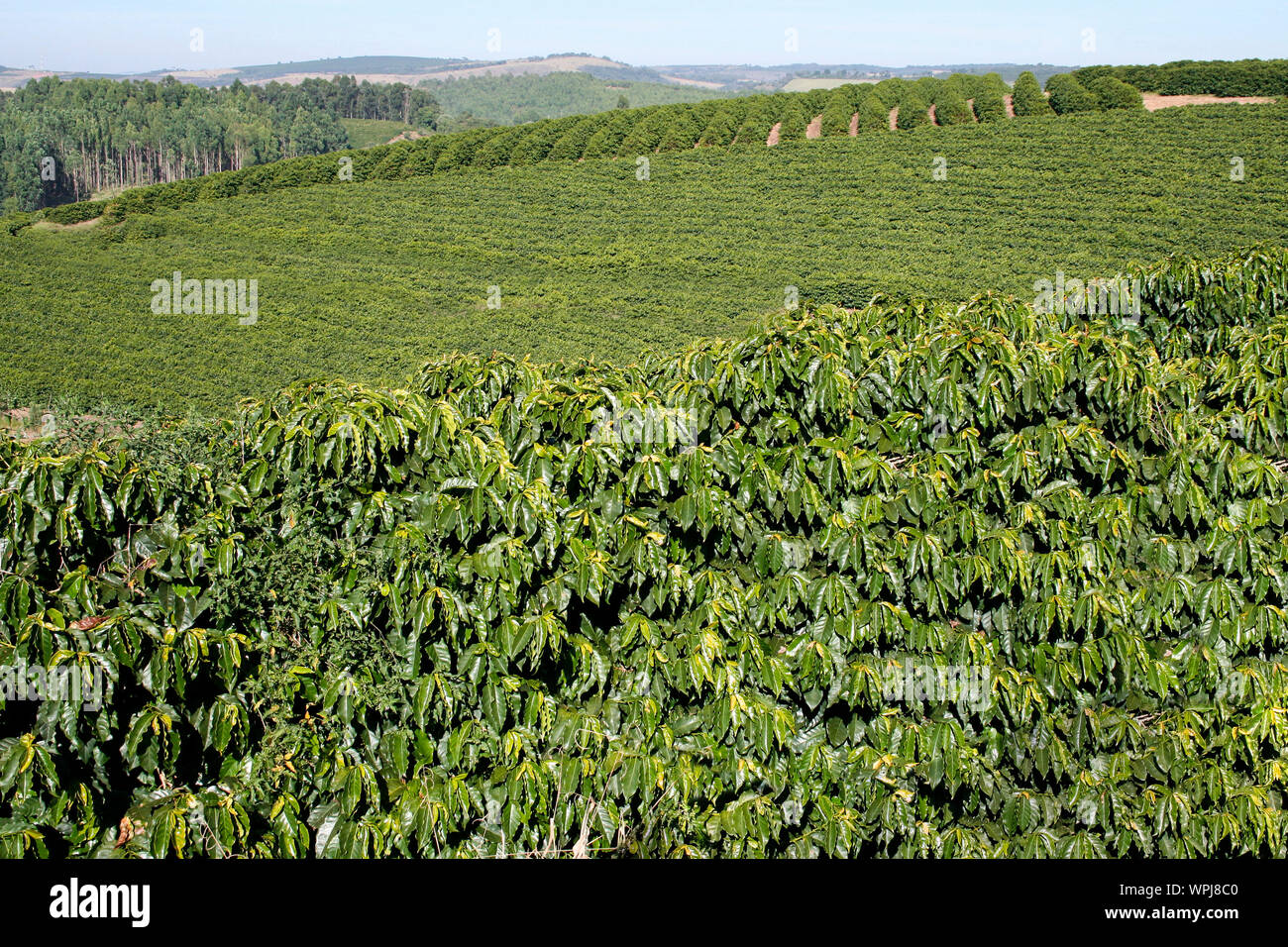 Ferme avec vue sur la plantation de café - Café à la ferme Brésil - Cafe do Brasil Banque D'Images