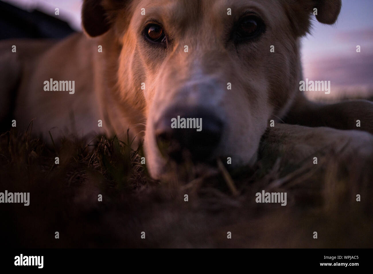 Coucher du soleil brille dans l'œil d'un chien husky dans une arrière-cour Montana Banque D'Images