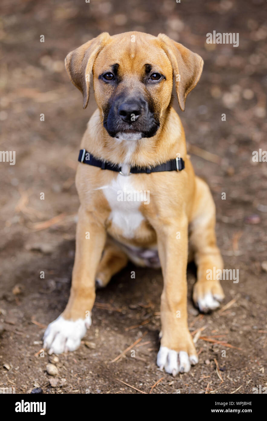 Le Rhodesian Ridgeback puppy portrait féminin. Banque D'Images