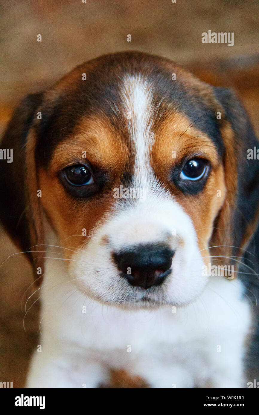 beagle chiot. un mois. une photo. Banque D'Images