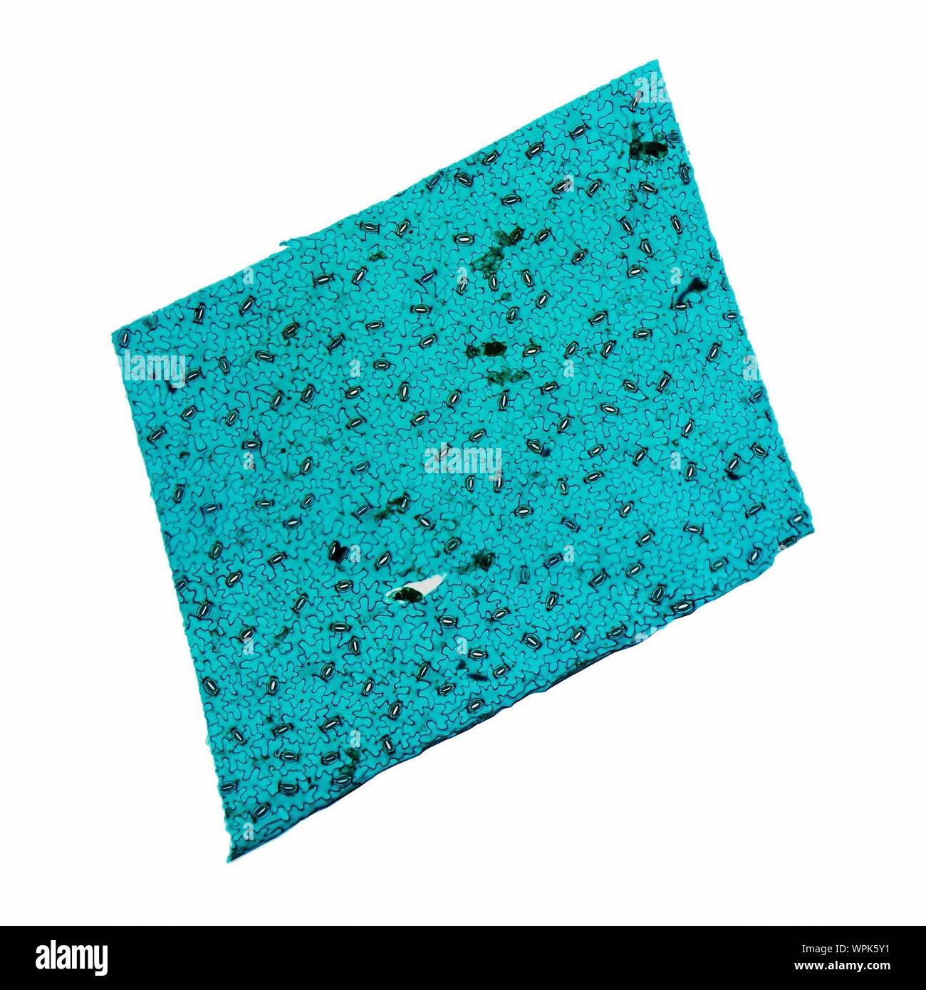 Vue microscopique de bactérie sur fond blanc Banque D'Images