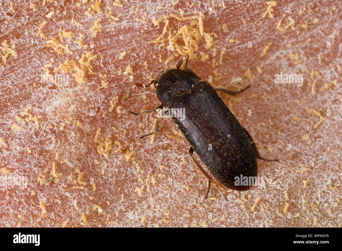 Zweifarbig Behaarter Speckkäfer Dermestes, haemorrhoidalis, Dermestes gulo, Peau asiatique, Larder Beetle noir, l'incinérateur beetle, Speckkäfer, Dermesti Banque D'Images